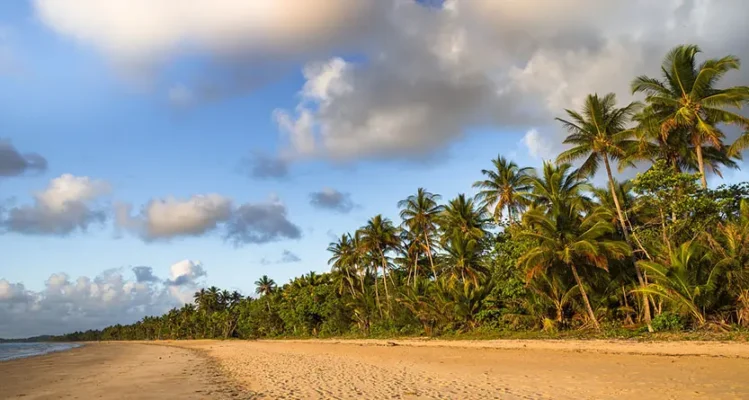 Tropical Queensland coastline with palm trees and golden sand—representing local T-shirt printing and Australia-wide shipping from Brisbane.